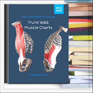 Trunk Wall Muscle Charts – eBook PDF