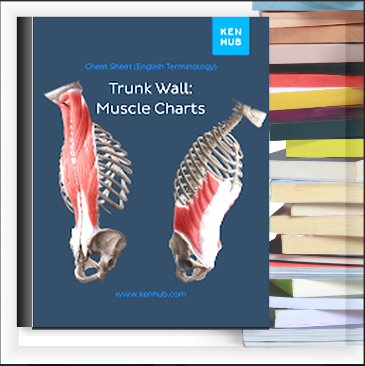 Trunk Wall Muscle Charts – eBook PDF