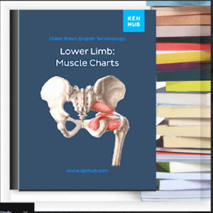Lower Limb: Muscle Charts – eBook PDF