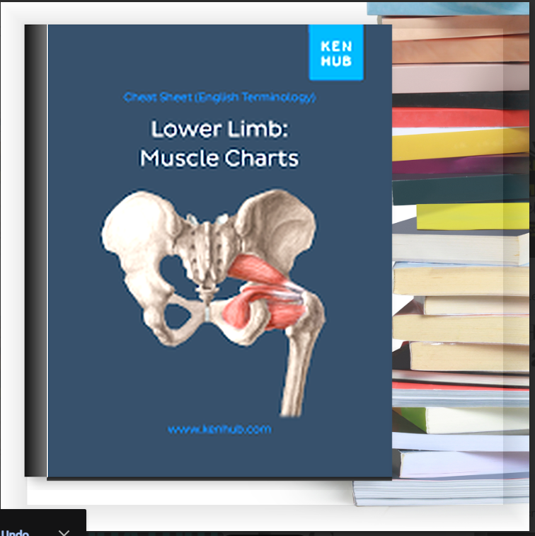 Lower Limb: Muscle Charts – eBook PDF