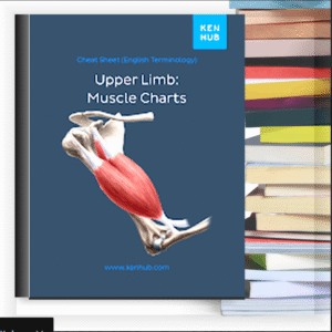 Upper Limb: Muscle Charts – eBook PDF