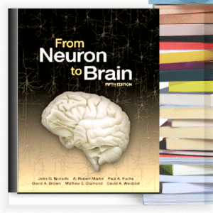 From Neuron to Brain