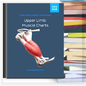 Upper Limb: Muscle Charts – Buku PDF