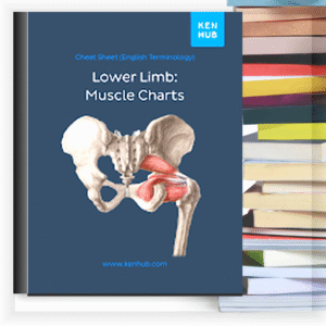 Lower Limb: Muscle Charts – Buku PDF