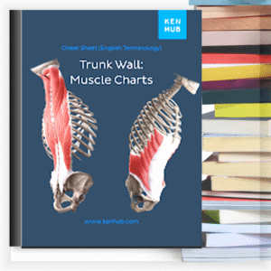 Trunk Wall: Muscle Charts – Buku PDF