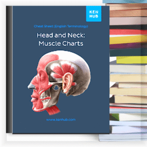 Head and Neck: Muscle Charts – Buku PDF