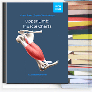 Upper Limb Muscle Charts – Buku PDF