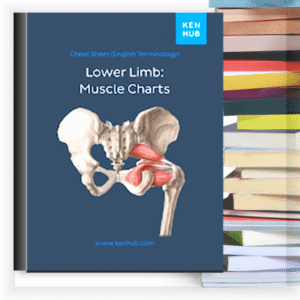 Lower Limb Muscle Charts – Buku PDF
