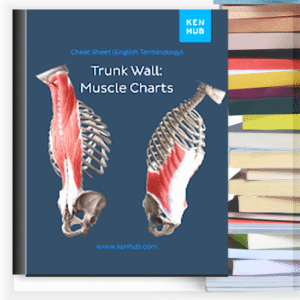 Trunk Wall Muscle Charts – Buku PDF