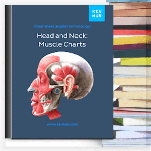 Head and Neck Muscle Charts – Buku PDF