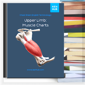 Upper Limb Muscle Charts – Buku PDF