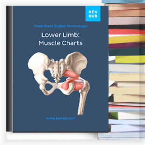 Lower Limb: Muscle Charts – Buku PDF