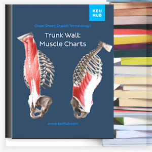 Trunk Wall Muscle Charts – Buku PDF